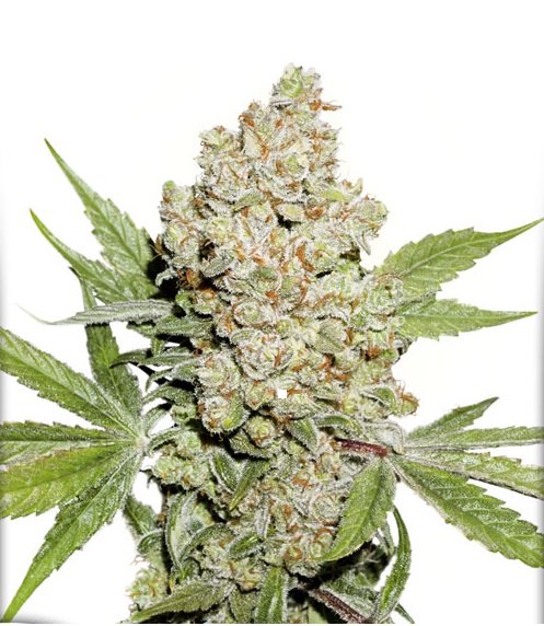 lemon zkittle